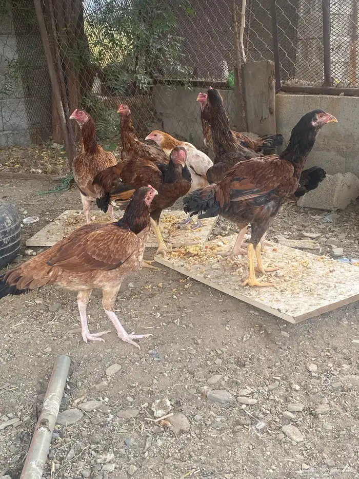 دجاج باكستاني 6