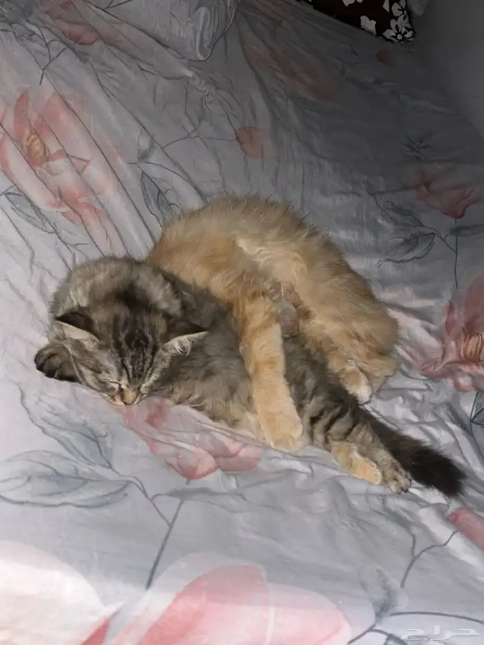 قطط للتبني 1