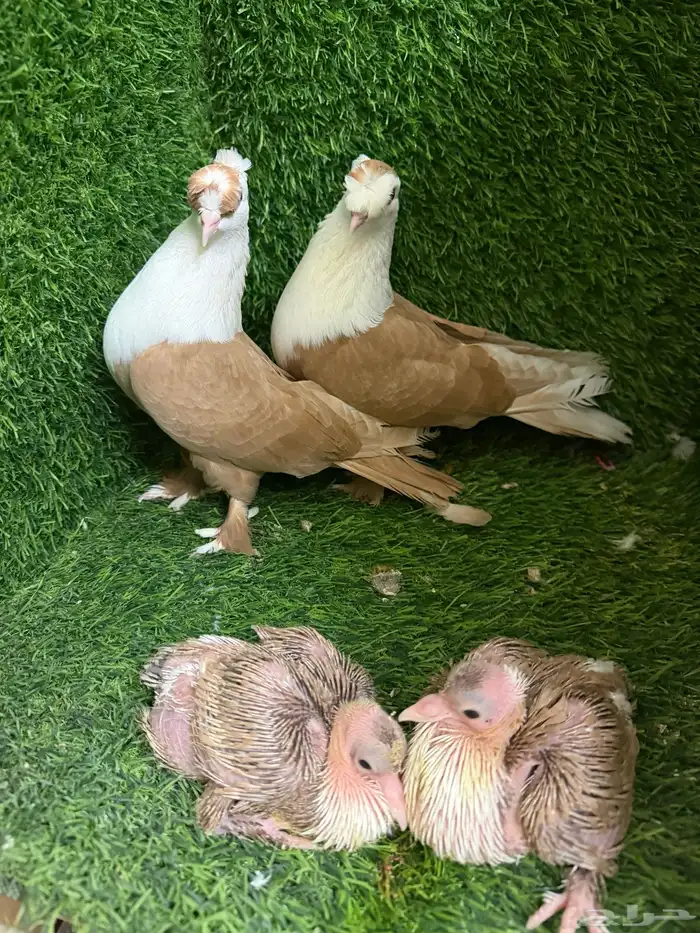 حمام لبناني 7