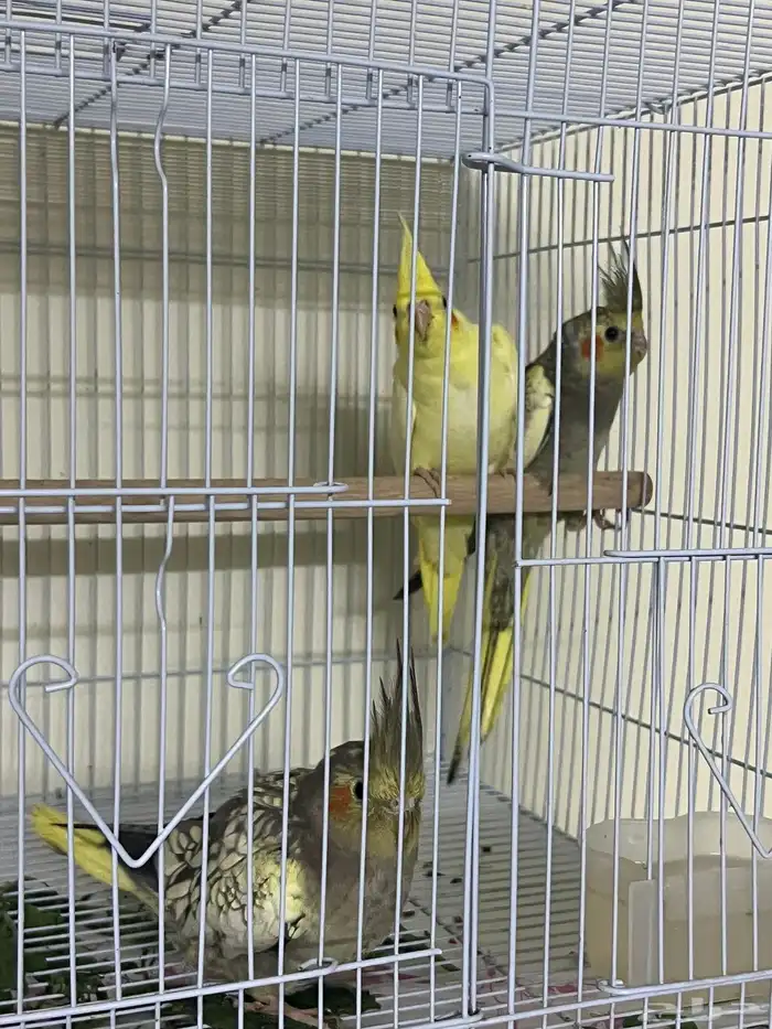 فروخ كروان 3