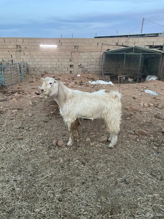 تيس جذع فحل 0