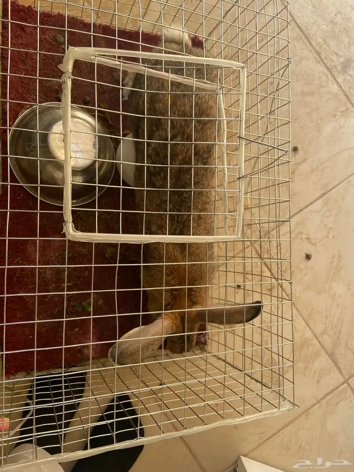 ارنب كبير و سمين النوع انثا 0