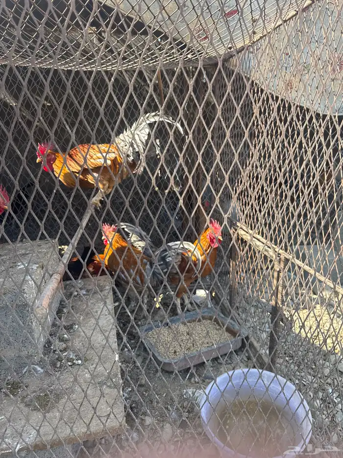 ديكه للبيع 2