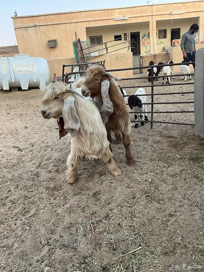 تيوس عوارض صفر 1