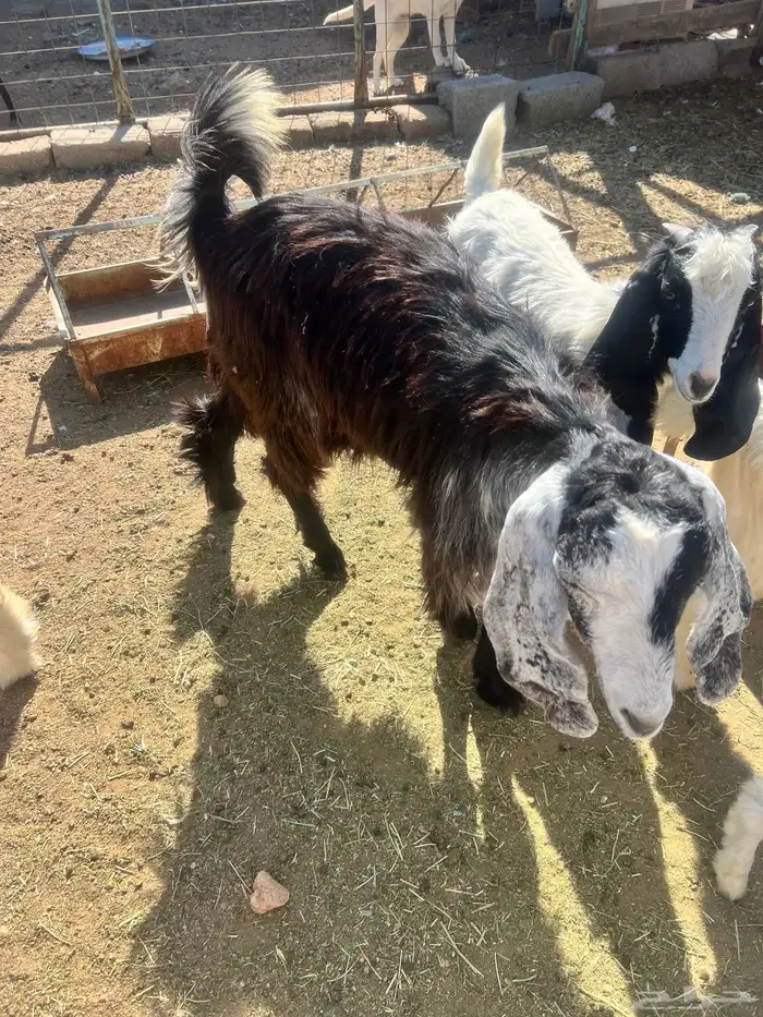 تيوس عوارض 3