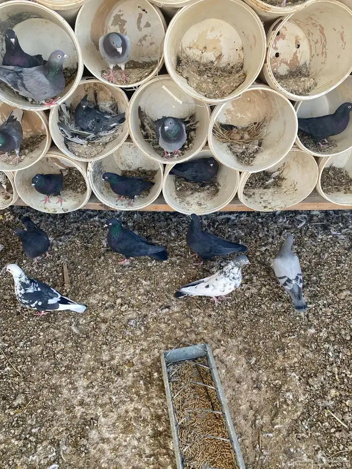 قطايف سود صكه وحده نتاج بعض 7