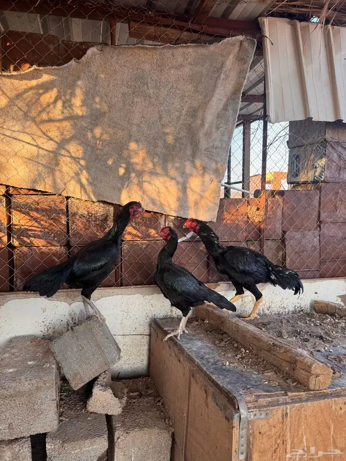 دجاج باكستاني 4