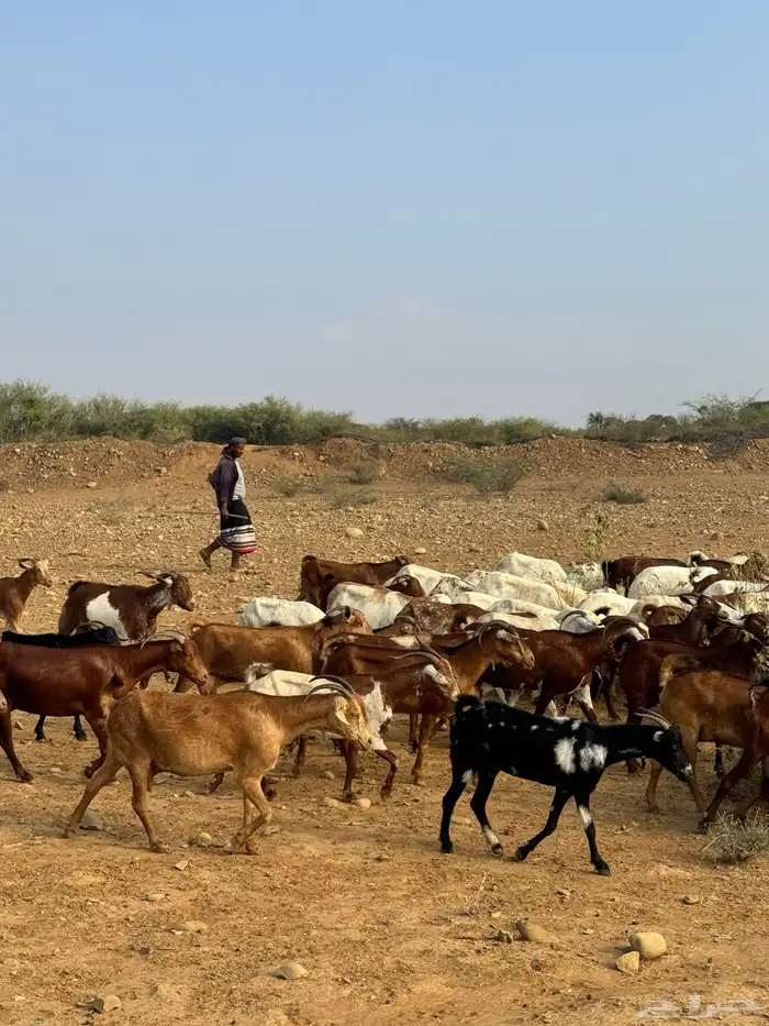 للبيع غنم دهم العدد 60 وضأن العدد 35 6