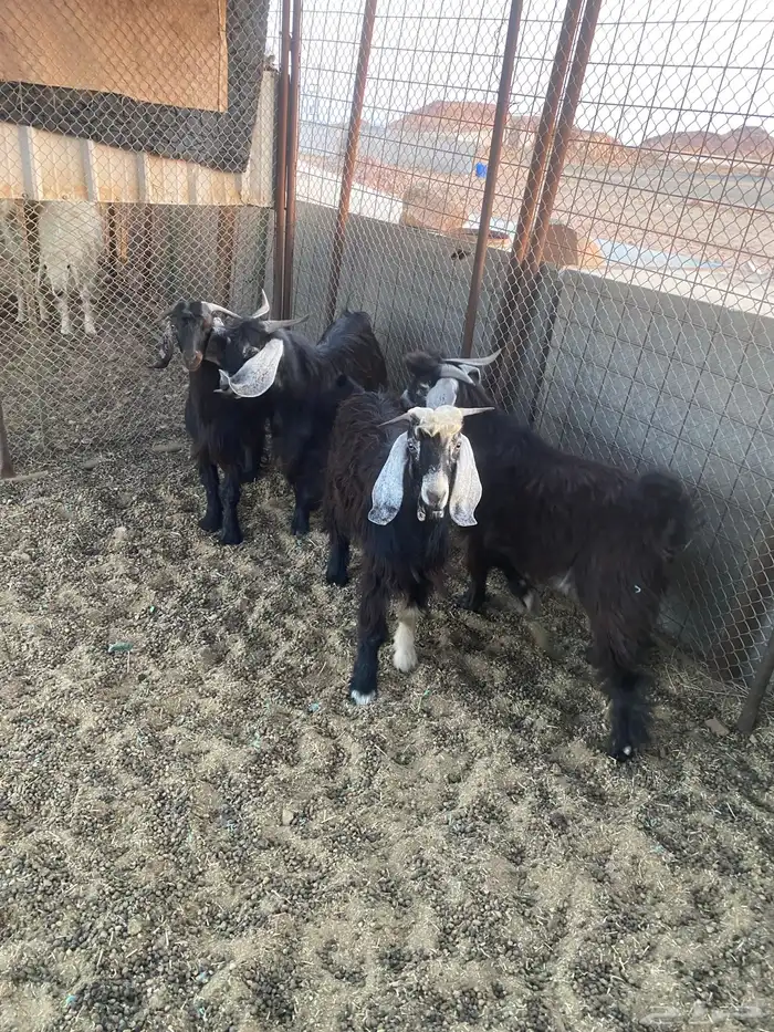 تيوس مخاصي البيع تفريد ول ا جمله 0