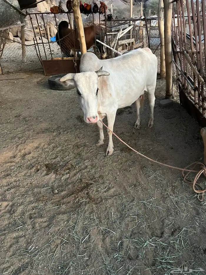 بقرة للبيع 4