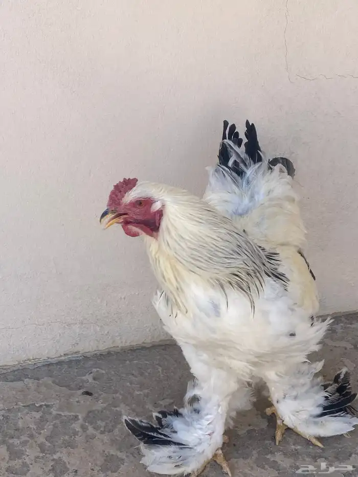 دجاج براهما دم صافي كولمبي 4