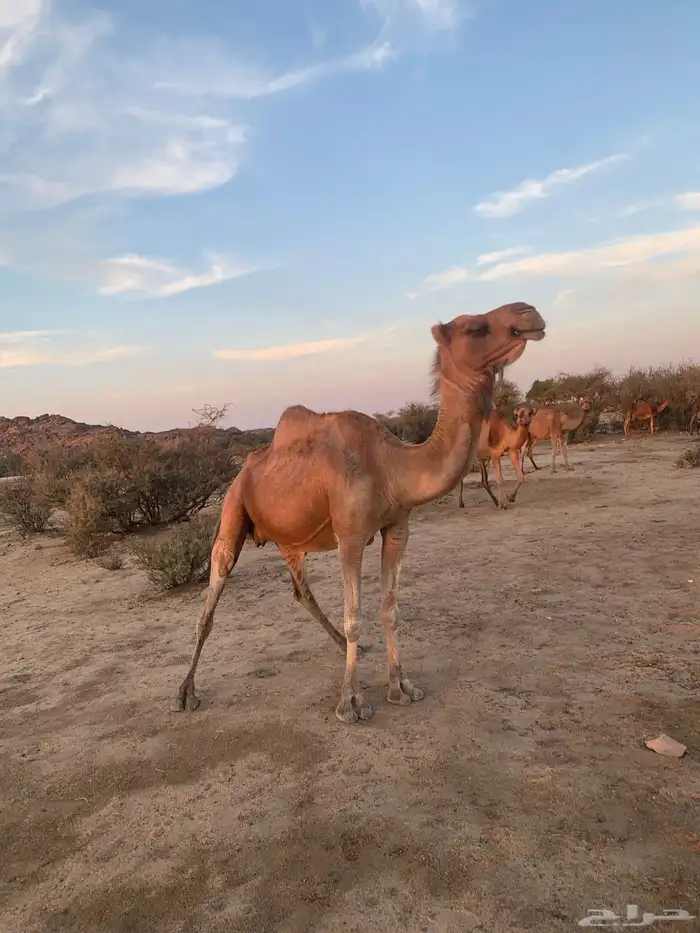 خلفة طيبة معها حواره 2