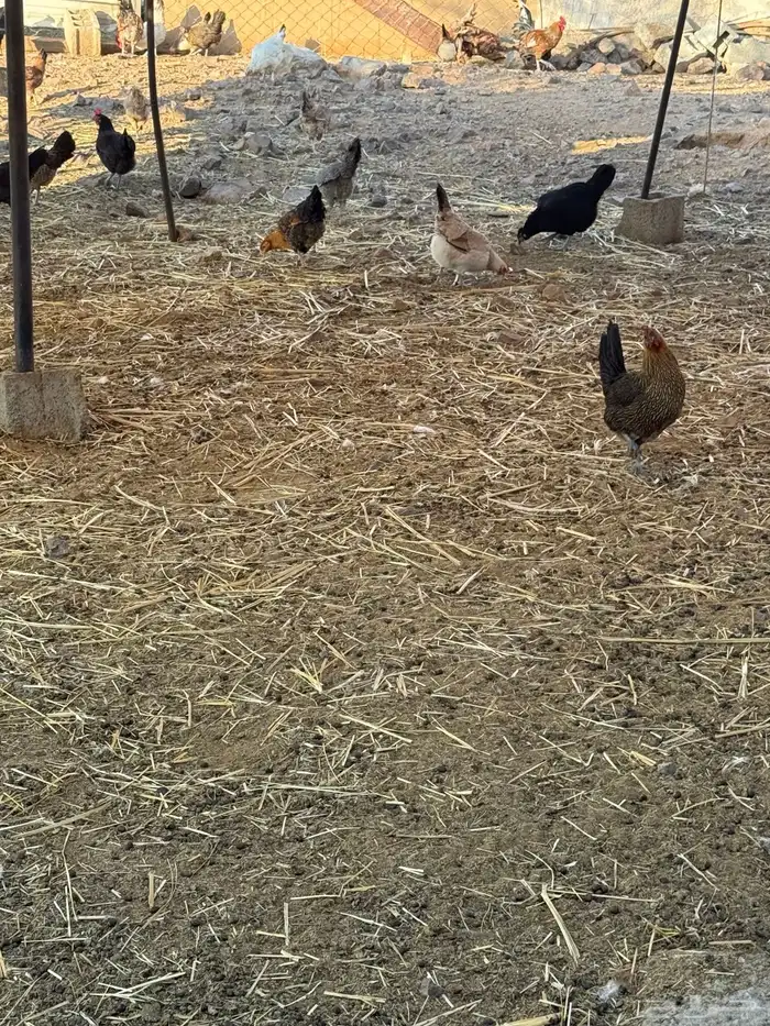 دجاج بلدي بياض نظيف للبيع 2