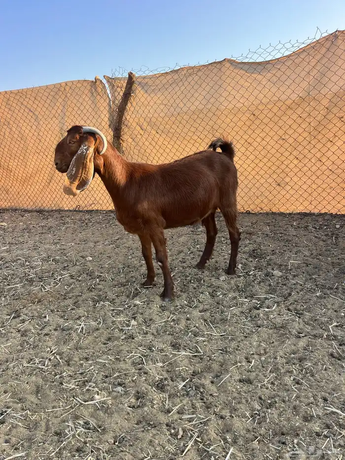 عنز قبرصيه دافع سنها ثنيه 2