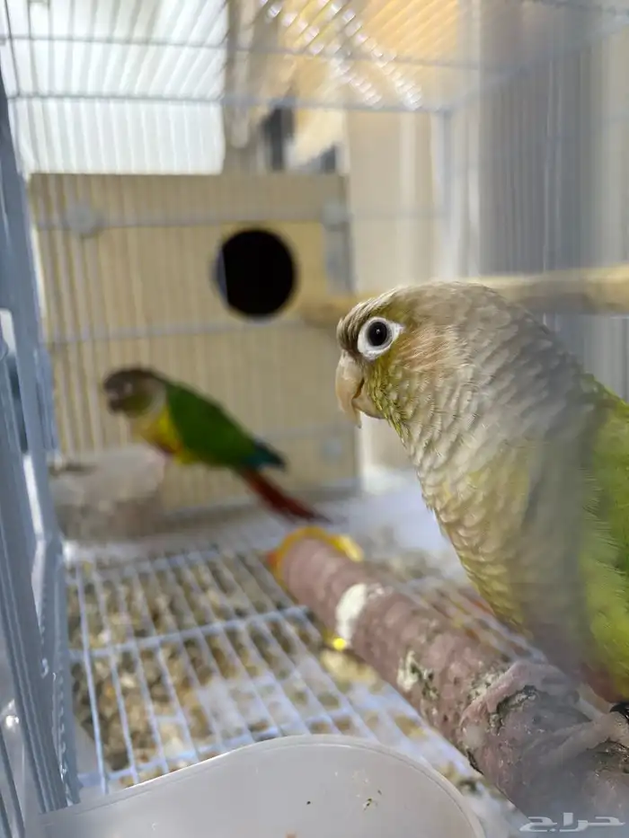 جوز كنيور منتج شرط 0