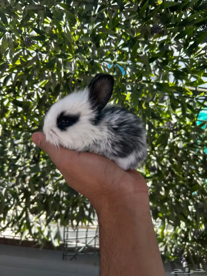 ارانب قزم كيوت و لطيفة و احجم صغيره 0