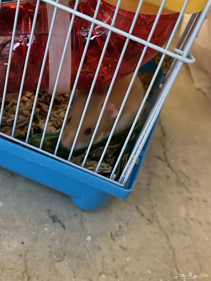 طيور كروان وهامستر للبيع 3