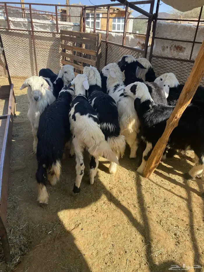 طليان ورخال ونجادا 2