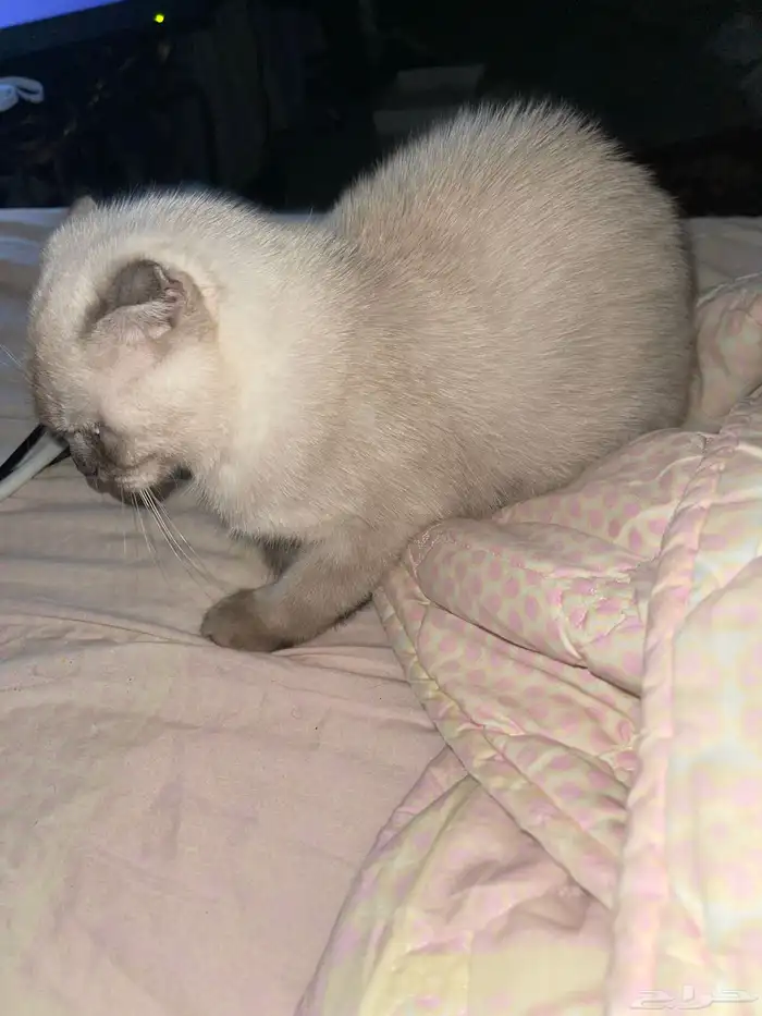 قط سكوتش للتبني 2