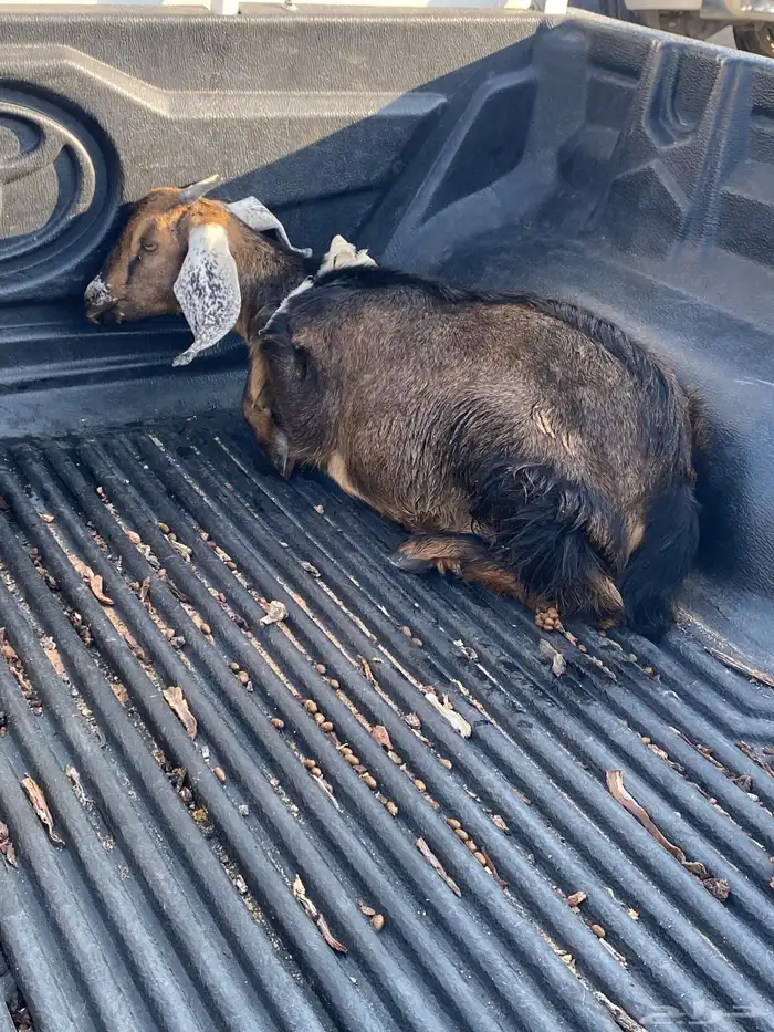 تيس لباني طيب 0