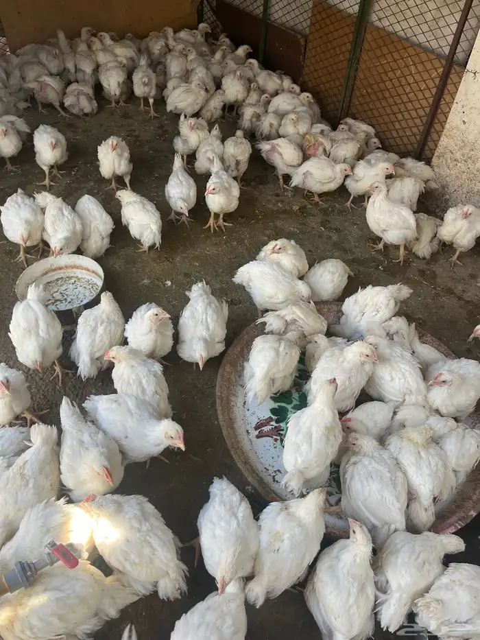 دجاج لحم 900 جرام 1000 جرام 3