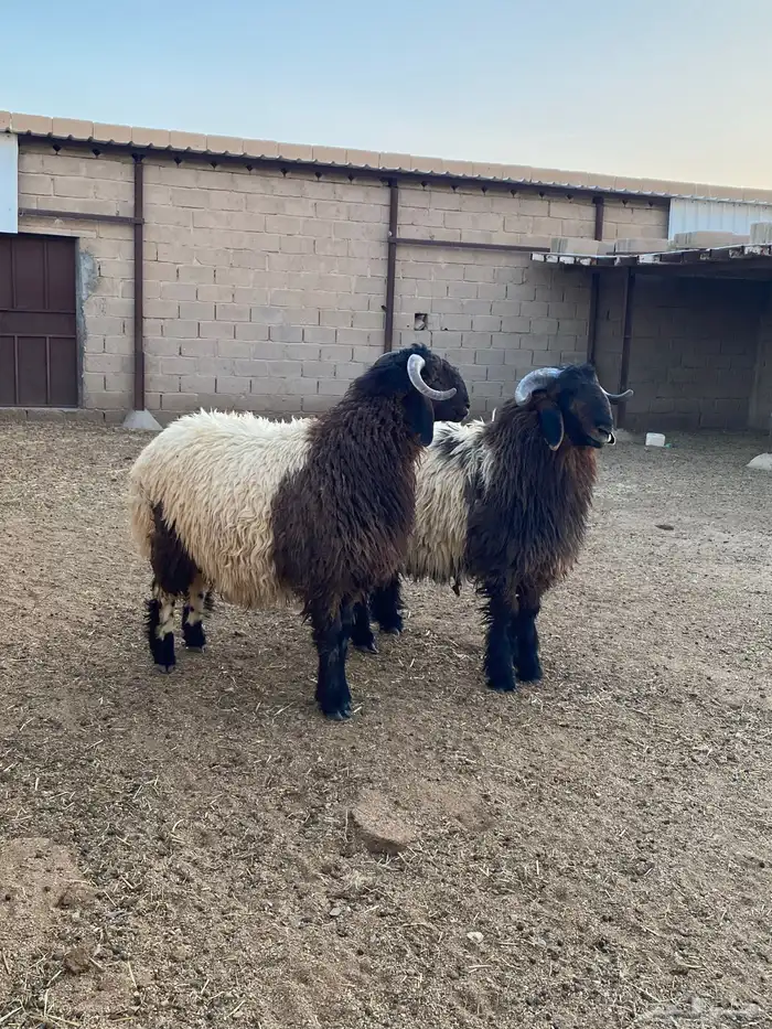 جذعان نعيم مشاريع فحول على هداد غزاي 2