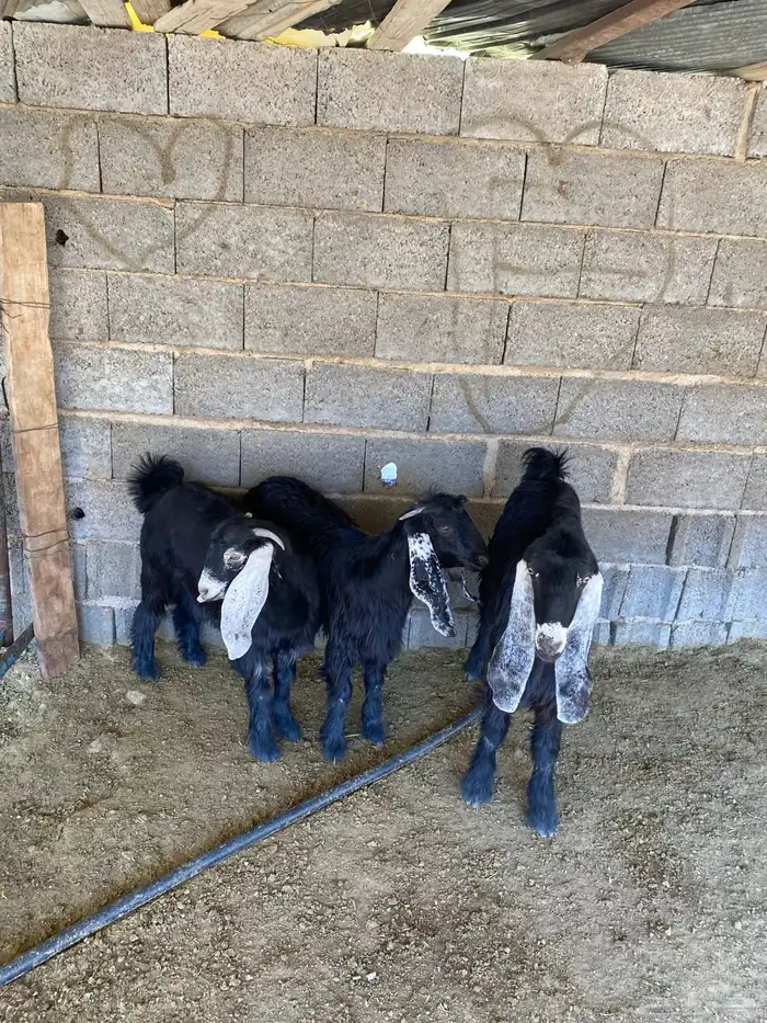 جفرات للبيع 3