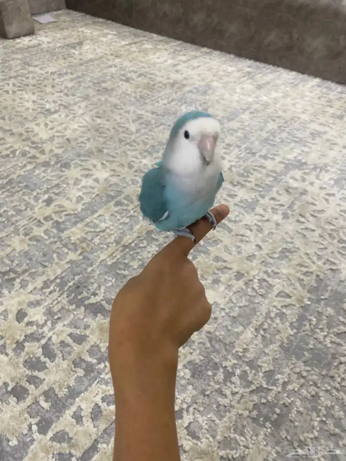 ينبع البحر 2