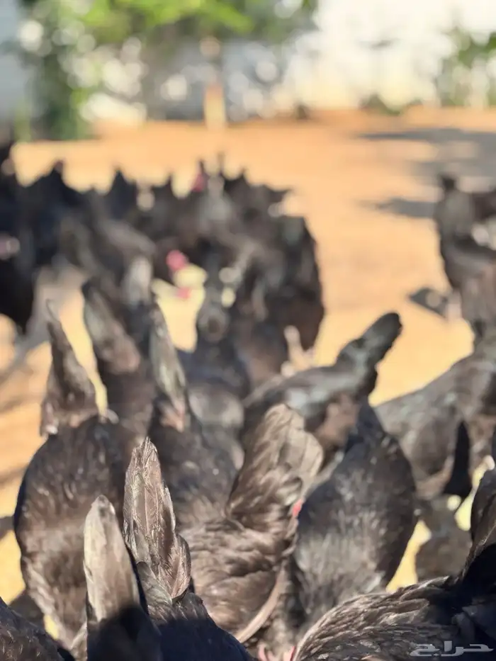 دجاج بلدي اسود لمعه نظيف 2