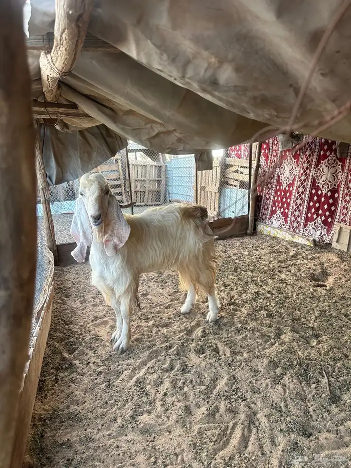 تيس فحل رباع 0