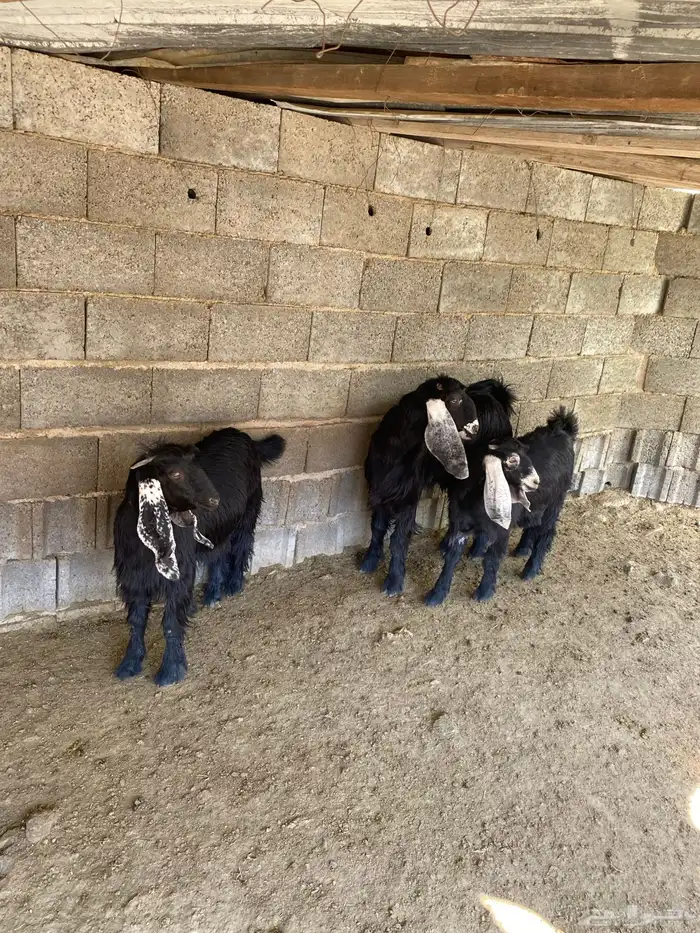 جفرات للبيع 4