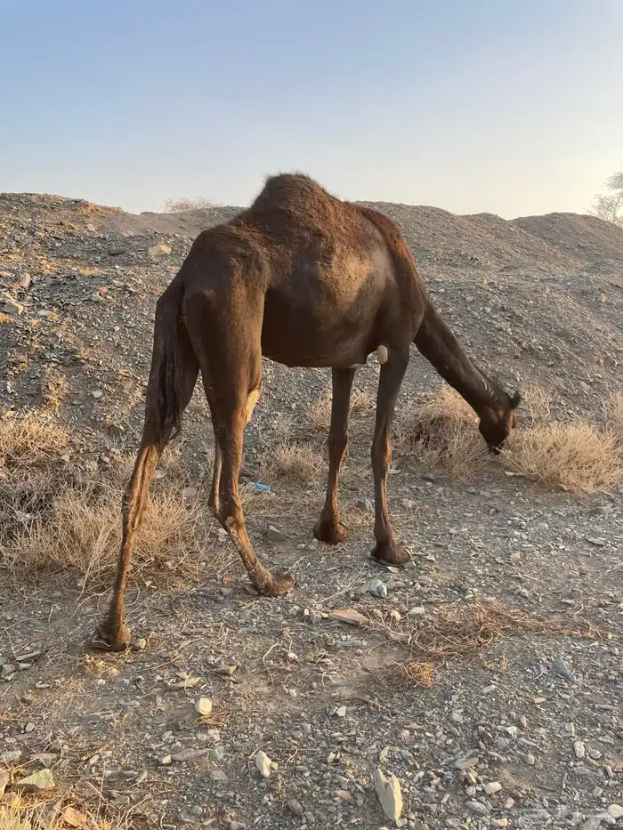 بكره ملحا رباع 2