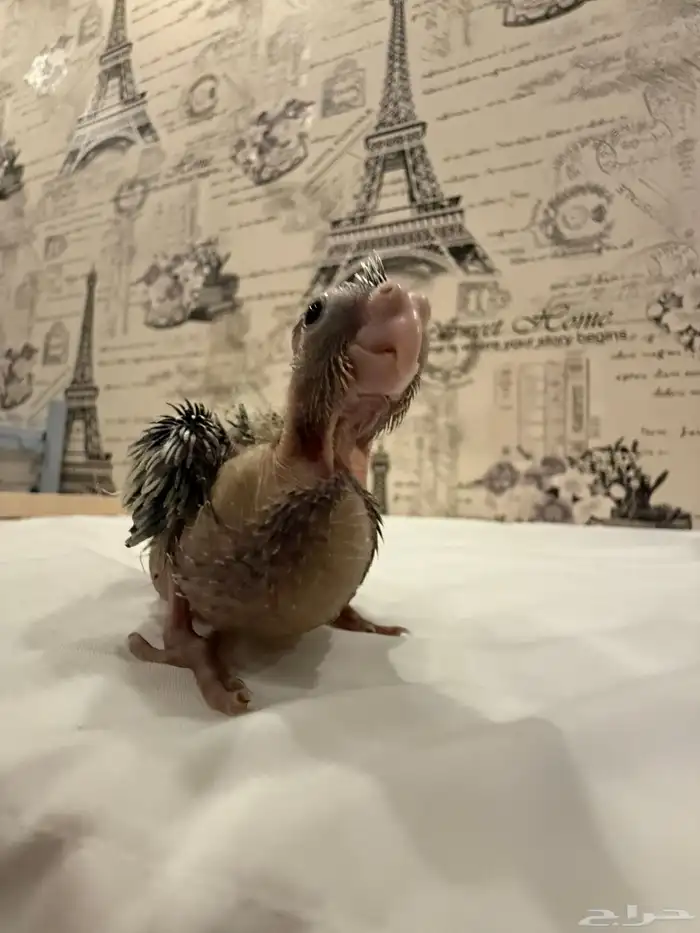 فروخ كوكتيل (كروان) للبيع 5