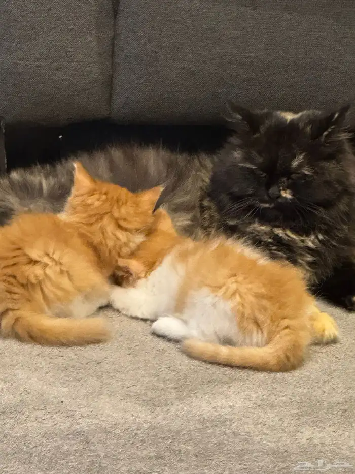 قطه للتبني 0