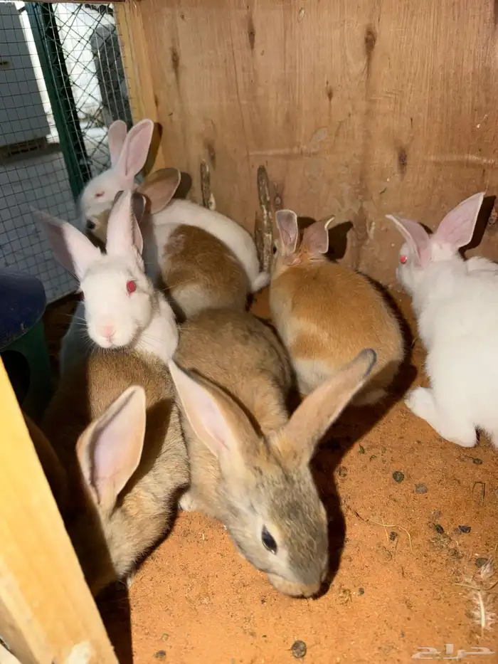 ارانب صغار 6