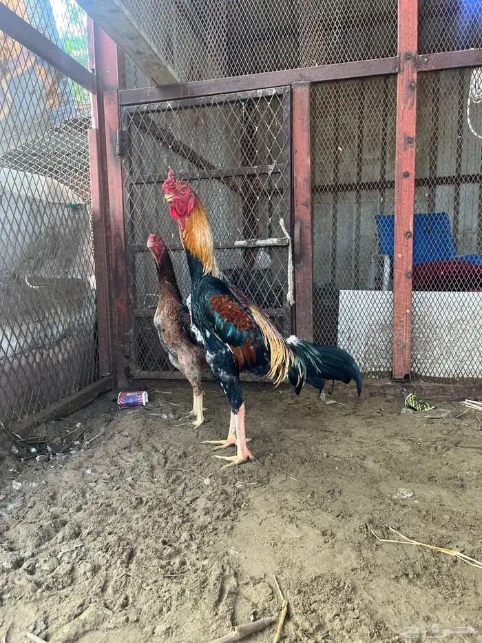 شامو يباني 0