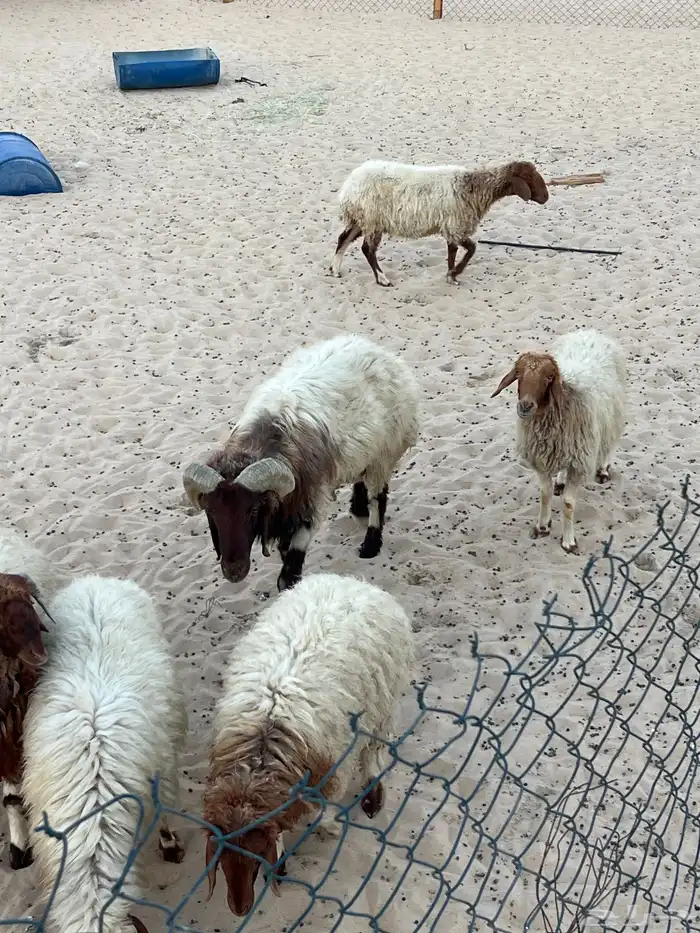 غنم نعيم بفحلها العدد 7 4