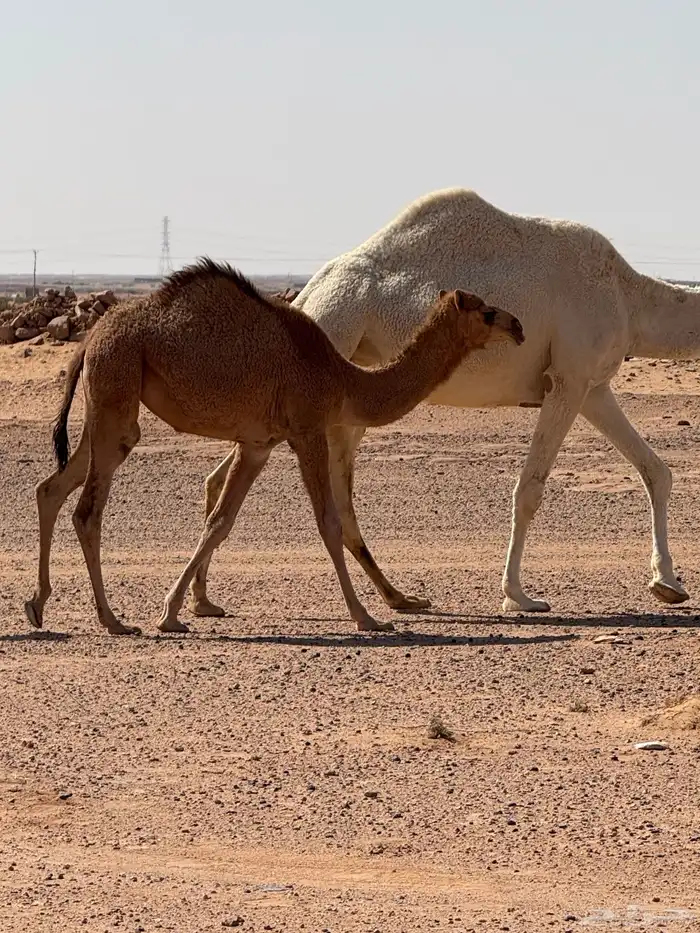 خلفه حمرا طيبه تحتها بكره 1