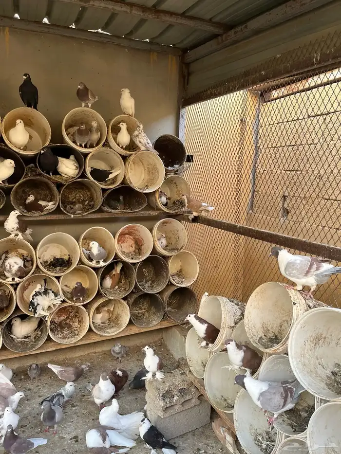 أجواز حمام مشكله 2