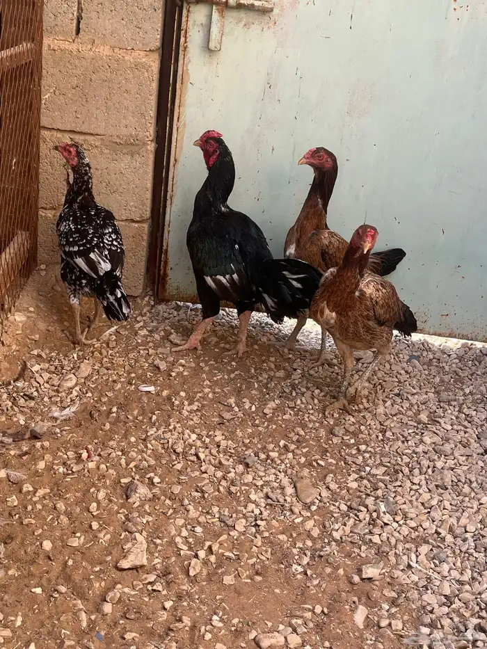 ديك وثلاث دجاجات للبيع 0