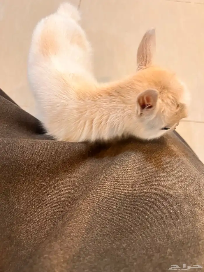 قزمي للبيع 5