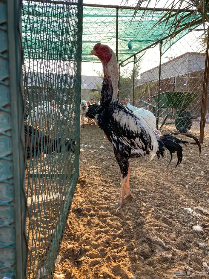 للبيع ديك فارسي 2