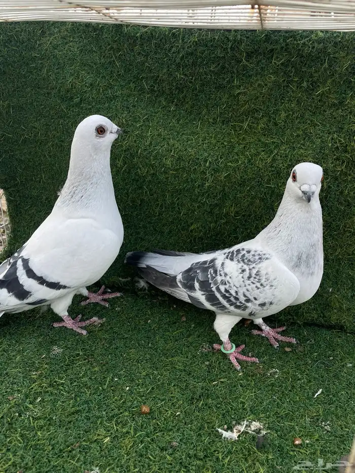 فرايد ذكور شاميه عمري حقت مطيار 4