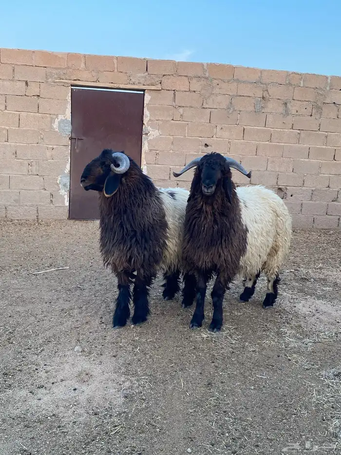 جذعان نعيم مشاريع فحول على هداد غزاي 1