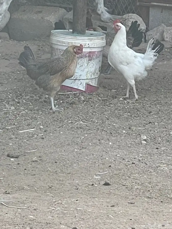 المورورقع القيصومه الحوشه 7