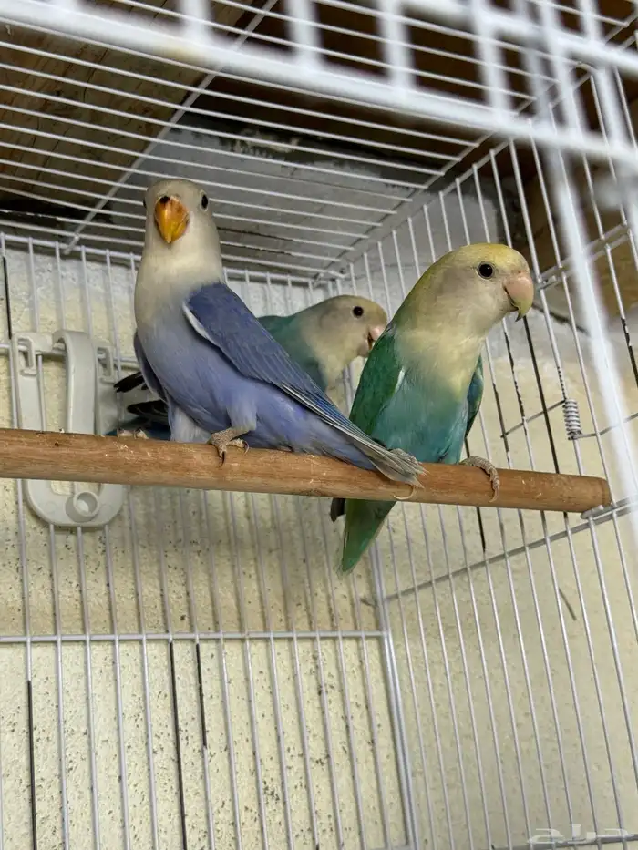 للبيع ازواج روز منتجه 15 زوج 1