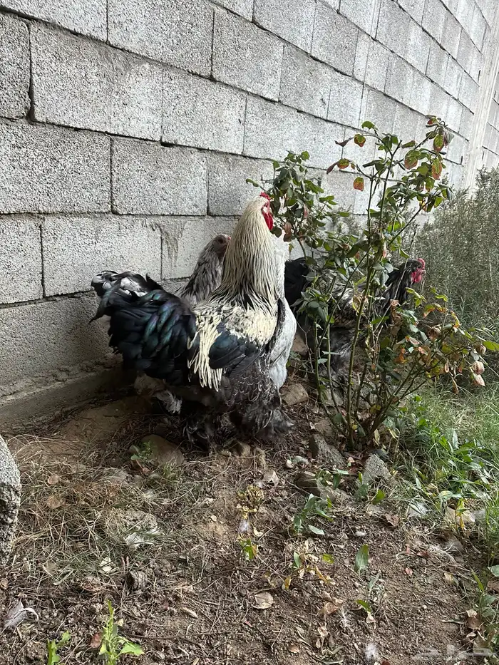 دجاج براهما مستوي توب 3