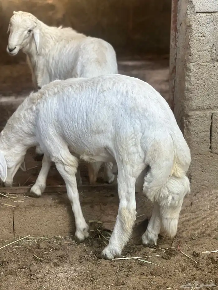 خروفين جبره 4