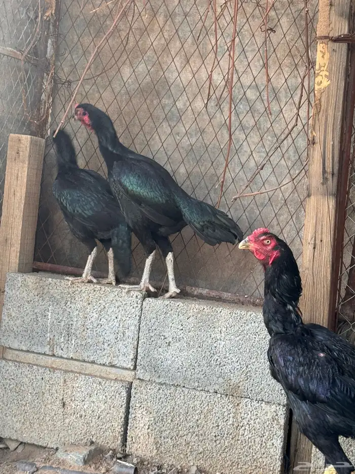 دجاج باكستاني 10