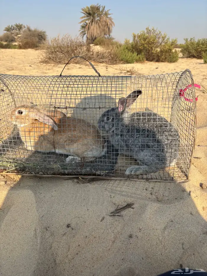 للبيع أرانب 0